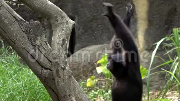 在动物园里黑毛长臂猿跑着爬树枝视频的预览图