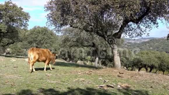 4K牛行走和牧场在西班牙的德希萨美丽的农业农场视频的预览图