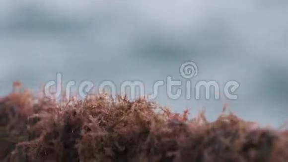 海水中的海藻紧紧抓住绳索视频的预览图