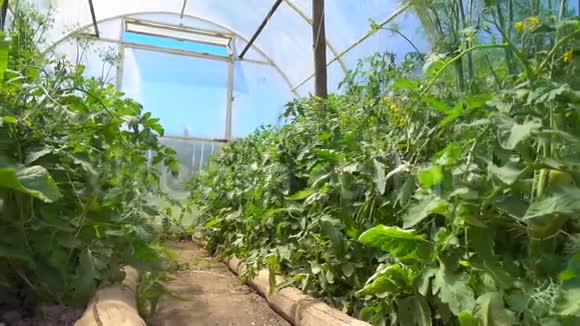 黄瓜灌木上的小黄瓜和花在温室里生长番茄灌木丛在温室里盛开视频的预览图