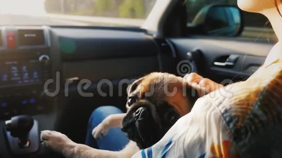 一只狗坐在主人旁边的一辆车里我们和你最喜欢的宠物一起旅行视频的预览图