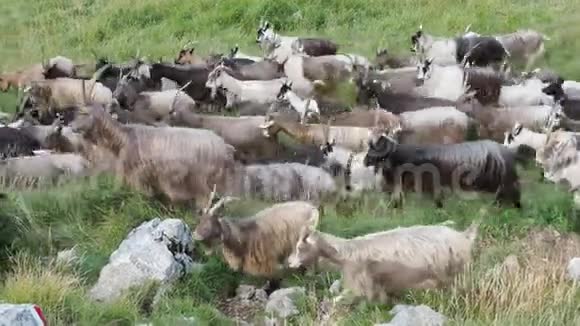 在意大利阿尔卑斯山的草地上放牧的野山羊山区自然环境视频的预览图