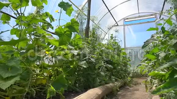 黄瓜和西红柿的幼苗在农场宽敞的温室里缓慢生长视频的预览图