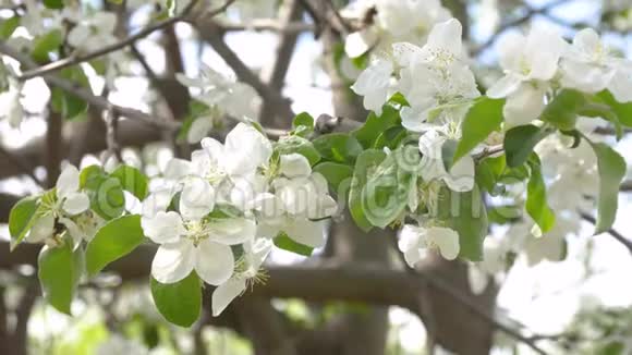 白色的苹果花美丽的开花苹果树阳光明媚的春天背景是盛开的苹果花视频的预览图