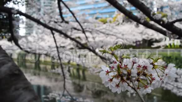 樱花枝在河边特写视频的预览图