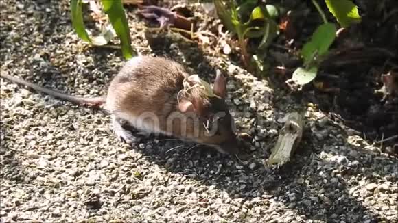 小田鼠在灌木丛中觅食视频的预览图