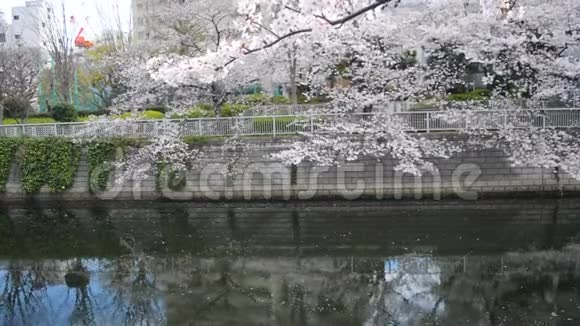 伴随着樱花花瓣和树木的水流视频的预览图