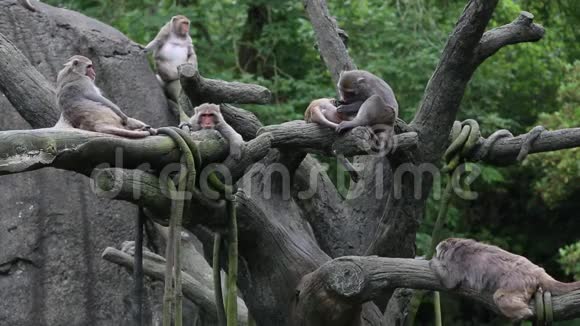 台湾石斑猴坐在树顶上梳头睡觉视频的预览图