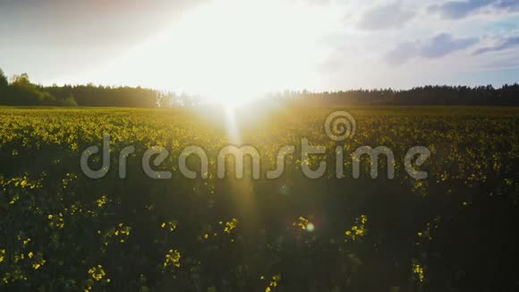 在云层后面太阳落山的背景下油菜花被染成黄色视频的预览图