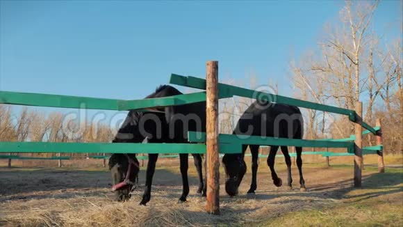 年轻的种马优雅的纯种马黑暗淹死的马在鸟舍里奔跑动物护理夏季概念视频的预览图
