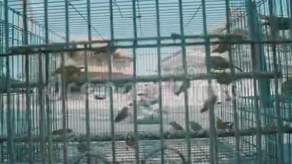 鸟在笼子里视频的预览图