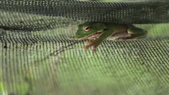 翡翠绿树蛙栖息在一个金属栅栏中原产于台湾视频的预览图