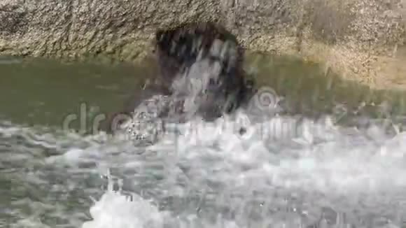 4K关闭布朗熊洗澡在瀑布以刷新UrusArctos视频的预览图