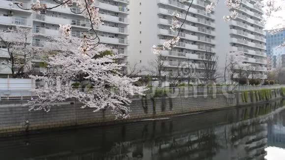 沿河边樱花树视频的预览图