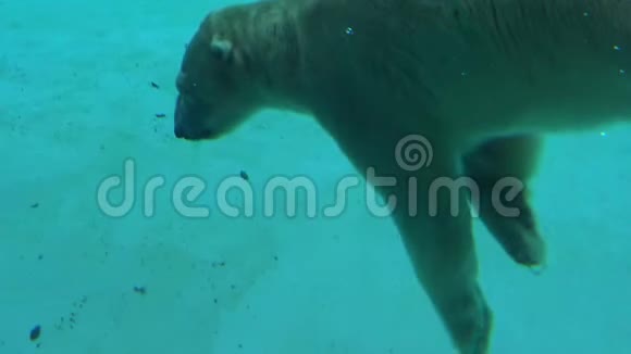 4K北极熊在动物园里游泳和潜水吃食物视频的预览图