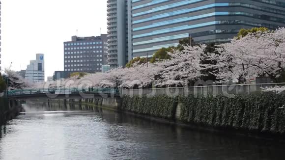 在桥上散步的人沿着河边的樱花树视频的预览图