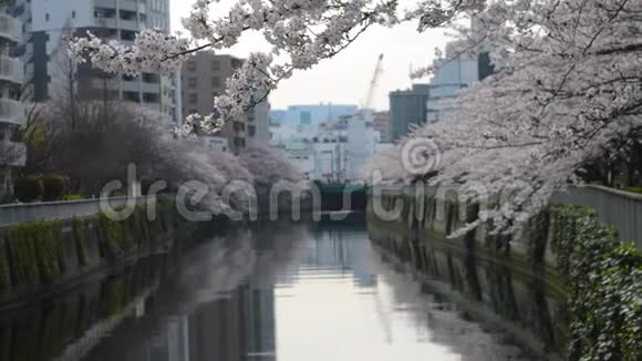 在河边铺着樱花枝视频的预览图