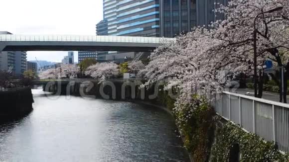 春天的早晨东京樱花树高楼和桥视频的预览图