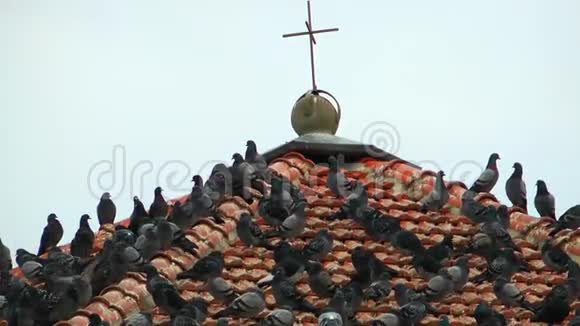 教堂的屋顶和鸽子视频的预览图
