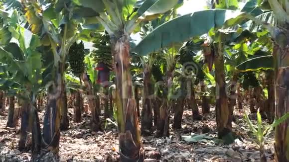 香蕉种植园西班牙加那利群岛特内里费南部的香蕉树盛开的香蕉花绿色增长视频的预览图