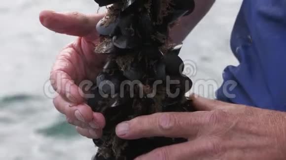 一群贻贝在一条从海中摘取的绳子上视频的预览图