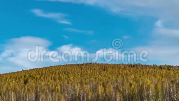 黄秋林的时间推移秋季彩色落叶乔木视频的预览图