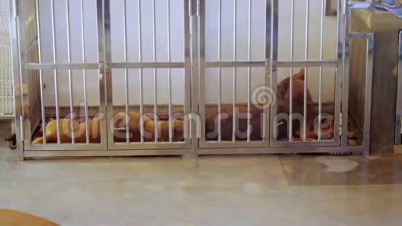 有红色皮毛的无家可归的狗在干净的笼子里休息视频的预览图