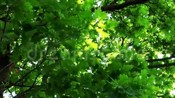 橡树的叶子视频的预览图