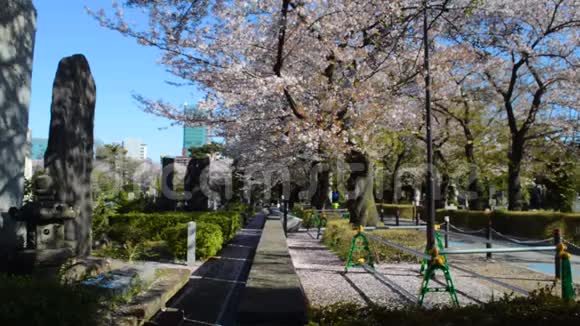 在有樱花树的墓地里平静的早晨视频的预览图