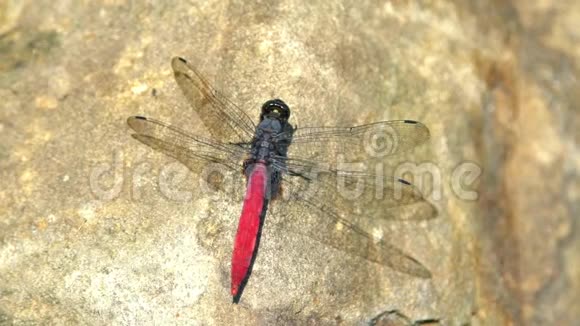 在岩石上的一只红蜻蜓柳叶蛾的特写镜头视频的预览图