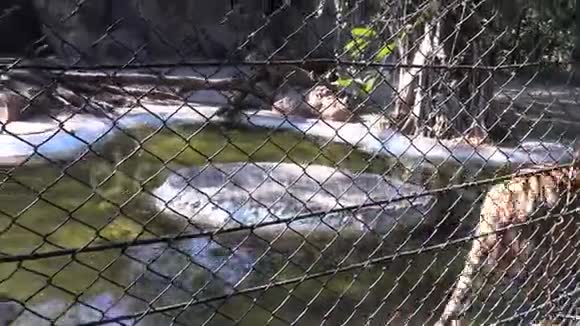 4两只孟加拉虎在动物园池塘附近的金属网后面打着墙视频的预览图