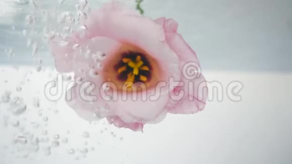 新鲜的玫瑰有一个美丽的粉红色核心是在寒冷水晶清澈的水一股水流从上面涌到一朵花上视频的预览图