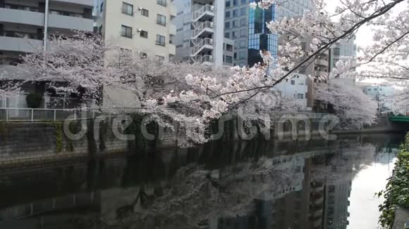 河边樱花树的城市景色视频的预览图