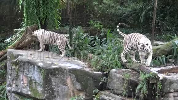 4k白虎在动物园里散步等待食物视频的预览图