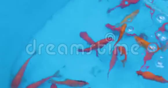 在跳蚤市场出售的小红鱼视频的预览图