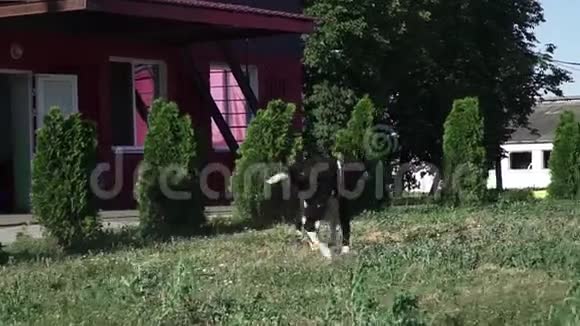 小牛绕着院子跑视频的预览图
