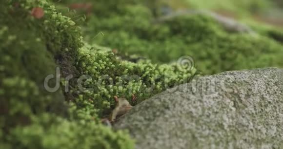 慢的平底锅经过一些地衣和明亮的绿色苔藓覆盖岩石在树的底部视频的预览图
