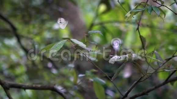 台湾野生森林小白蝴蝶扇动翅膀的慢动作视频的预览图