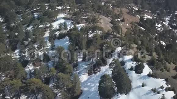 白天山顶松林地面积雪鸟瞰视频的预览图