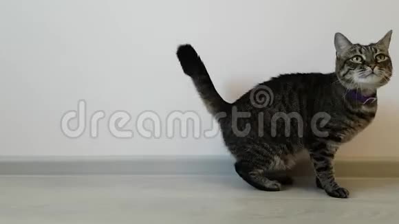 年轻瘦骨嶙峋的房子猫紫色的项圈在轻墙上划伤在宠物里飞行过敏症一种不健康的动物视频的预览图