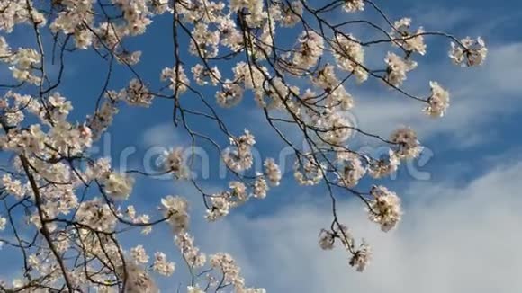 樱花树高高瞄准蓝天视频的预览图