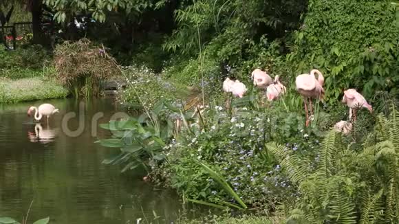 一群火烈鸟蔷薇翅目靠近湖中的树木视频的预览图