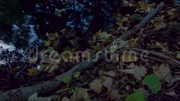 秋天湖上落叶树枝和树木的倒影倾斜起来视频的预览图
