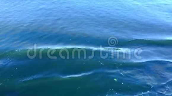 水溅在肮脏的河面上污染概念在快速移动的摩托艇后面的水面上的小径水视频的预览图
