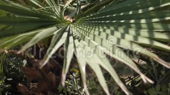 棕榈树在阳光下有阴影视频的预览图