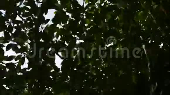 日本冲绳石垣市宫原河红树林下视频的预览图