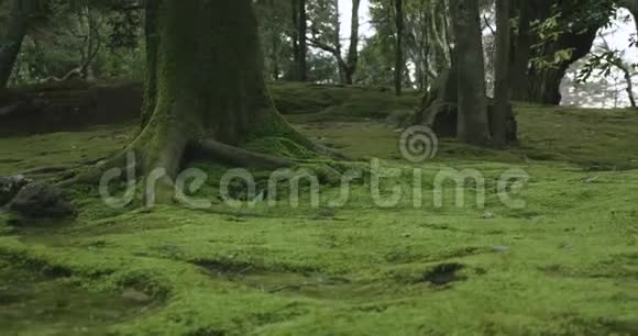 慢锅由一棵树覆盖着明亮的绿色苔藓树根被明亮的绿色苔藓包围着视频的预览图