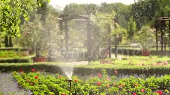 特写的给花园浇水小草和鲜花水滴在阳光下视频的预览图