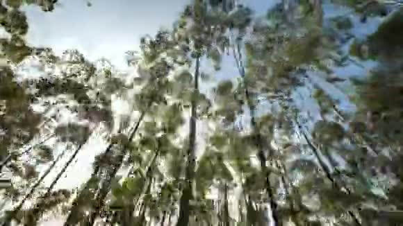 穆纳尔市附近的桉树林印度录像在移动视频的预览图
