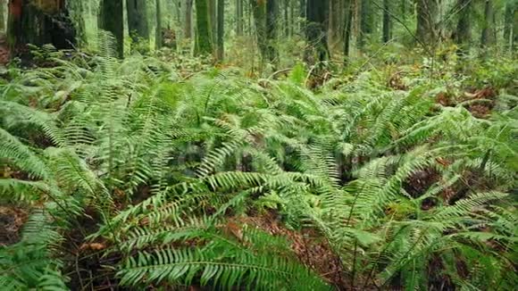 森林里有许多蕨类植物视频的预览图